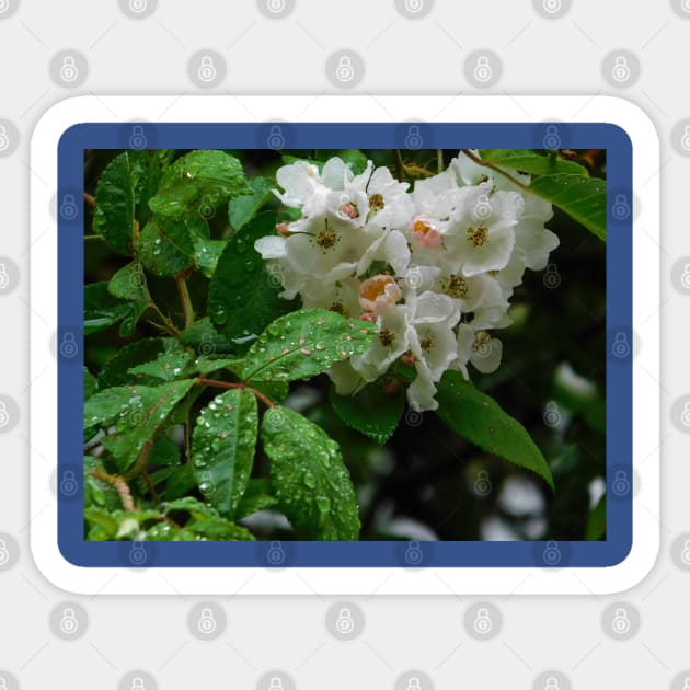 Raindrops on roses Sticker by FriendlyComputerHelp